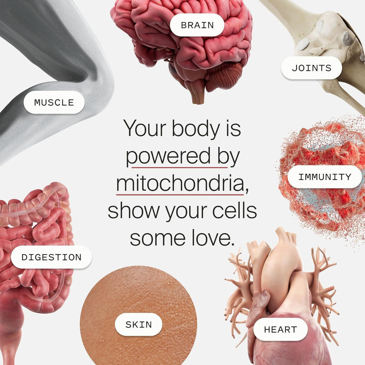 Mitopure Gummies Urolithin A